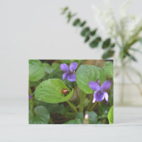 Ladybug sobre las dulces flores violetas