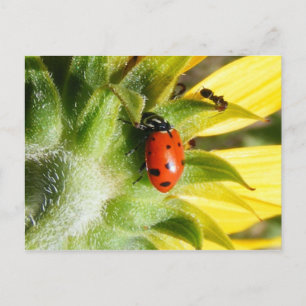 Postal Ladybug y Ant