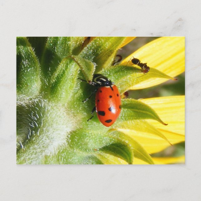 Postal Ladybug y Ant (Anverso)