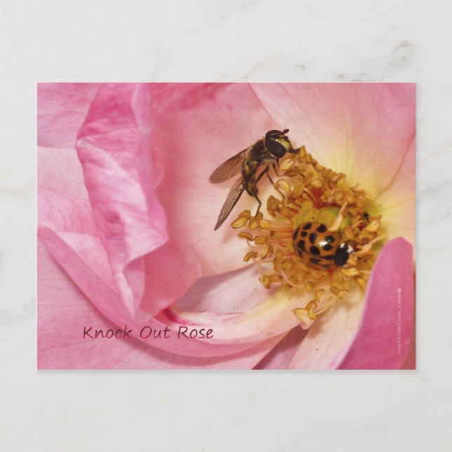 Postal Ladybug y Fly on a Knock Out Rosa (Anverso)