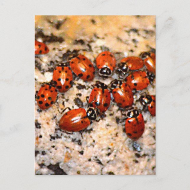 Postal Ladybugs (Anverso)