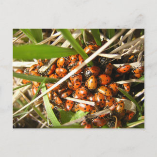Postal Ladybugs (Coccinellidae)