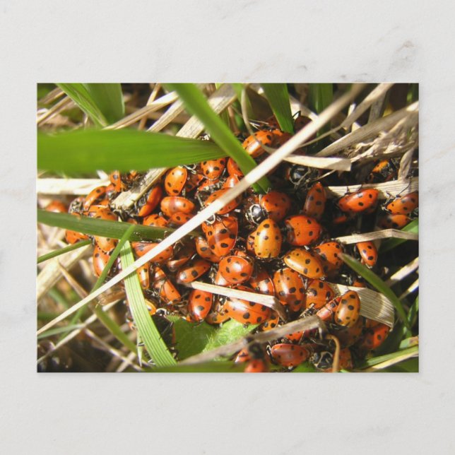 Postal Ladybugs (Coccinellidae) (Anverso)