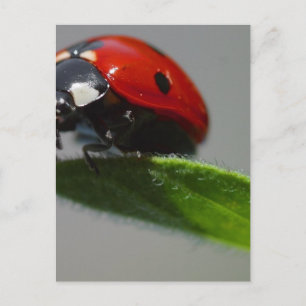 Postal Ladybugs Insects