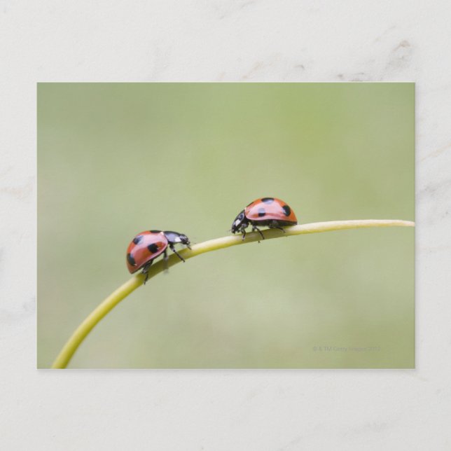 Postal Ladybugs on stem, Biei, Hokkaido (Japón) (Anverso)