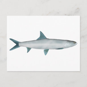 Postal Ladyfish de Hawái