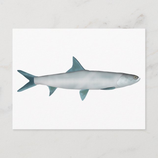 Postal Ladyfish de Hawái (Anverso)