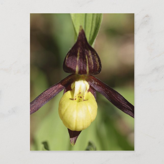 Postal Ladys slipper Orchid (Anverso)