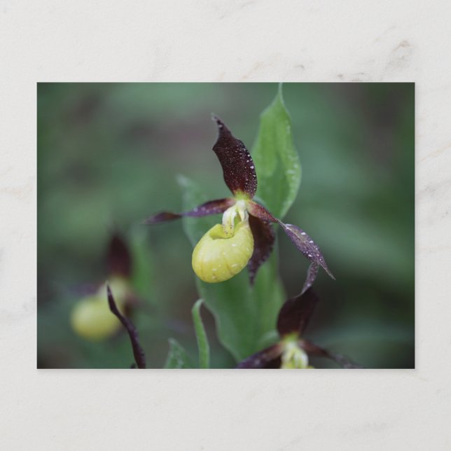 Postal Ladys slipper Orchid (Cypripedium calceolus) (Anverso)