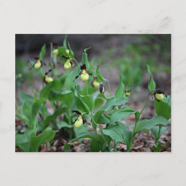 Postal Ladys slipper Orchids (Cypripedium calceolus) (Anverso)