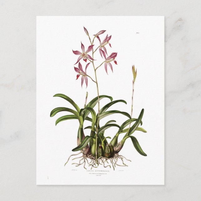 Postal Laelia autumnalis (Anverso)