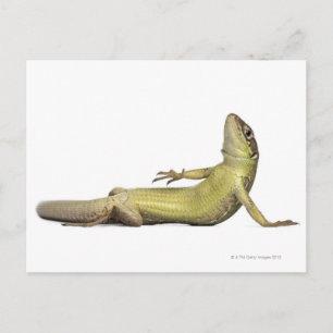 Postal Lagartija mural tumbada - Podarcis muralis