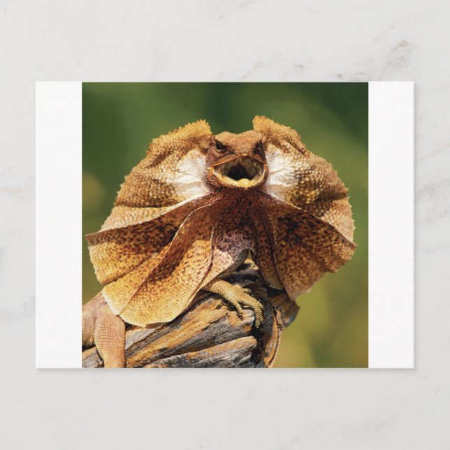 Postal lagarto (Anverso)
