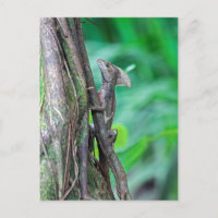 Lagarto Basilisco Jesus Cristo en Tortuguero
