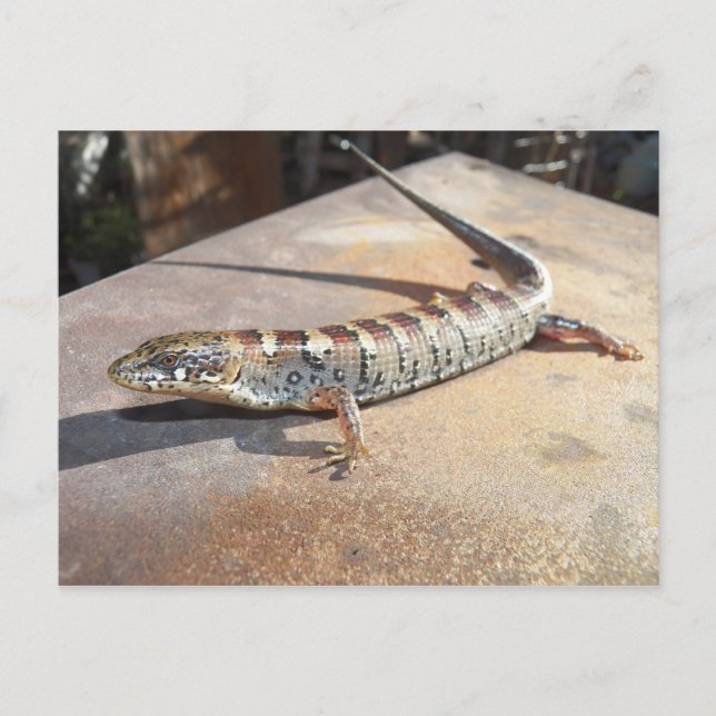 Postal lagarto cocodrilo (Anverso)