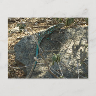 Postal Lagarto de cola de látigo de Aruba Fotografía de a