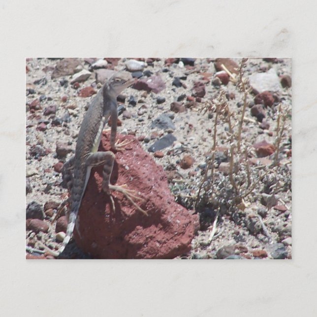 Postal lagarto de cola roja (Anverso)