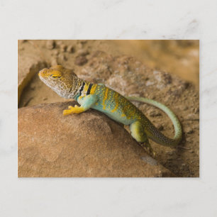 Postal Lagarto de collar