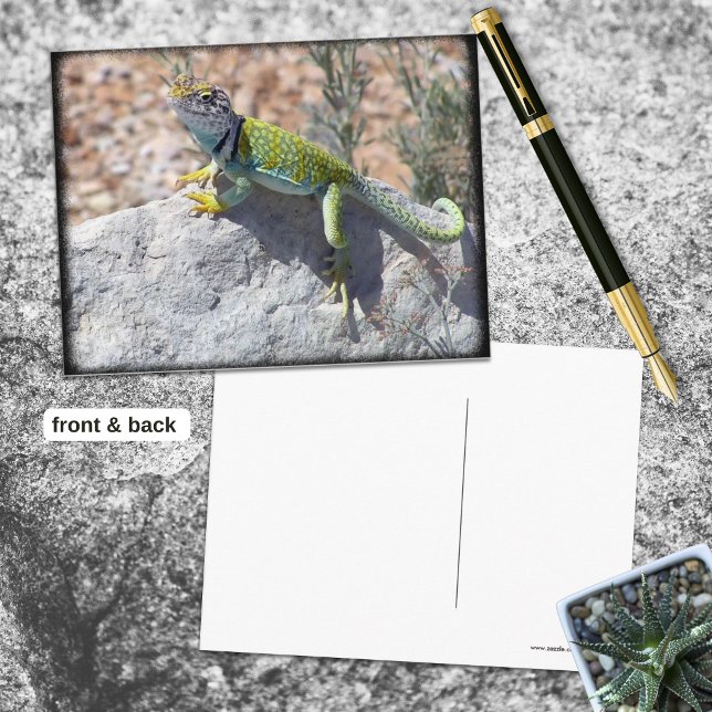Postal Lagarto de collar tomando el sol en una roca Fotog (Colorful collared lizard sunning on a rock postcard front with blank back.)