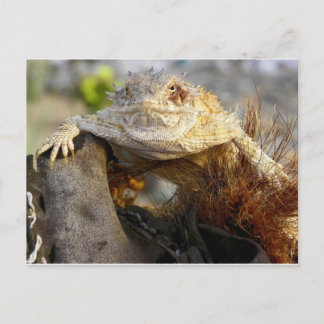 Postal lagarto de cuernos