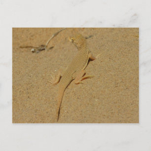 Postal Lagarto de Dedos Franjeados de Mojave