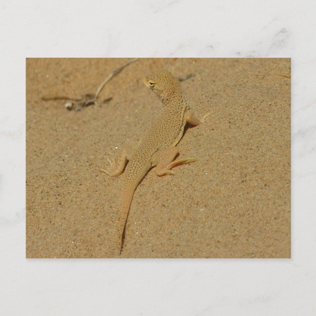 Postal Lagarto de Dedos Franjeados de Mojave (Anverso)