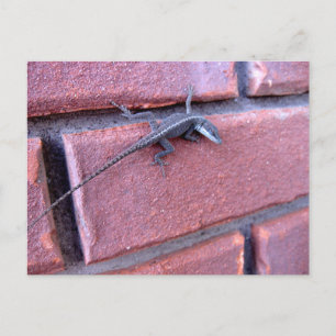 Postal Lagarto en pared de ladrillo Fotografía de natural