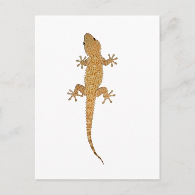 Postal lagarto gecko (Anverso)