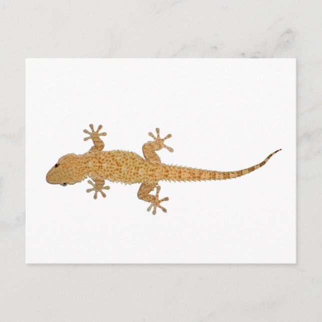Postal lagarto gecko (Anverso)