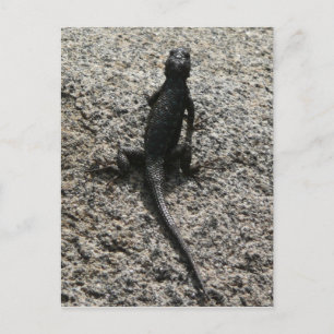 Postal Lagarto Negro