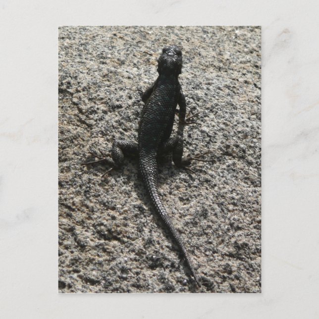 Postal Lagarto Negro (Anverso)
