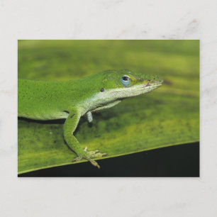 Postal Lagarto verde, Anolis carolinensis, adulto en palm
