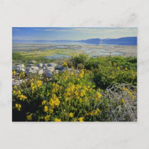 Postal LAGO BEAR, UT, ES, flor de mono & rodamonte,