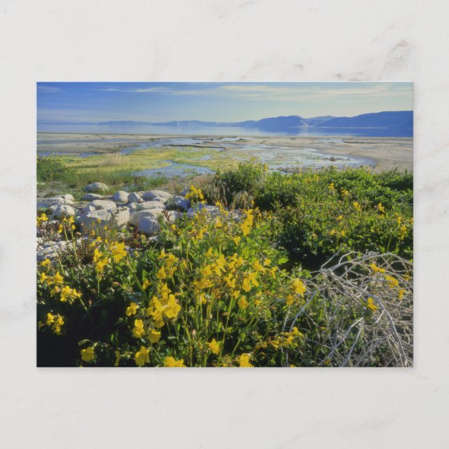 Postal LAGO BEAR, UT, ES, flor de mono & rodamonte, (Anverso)