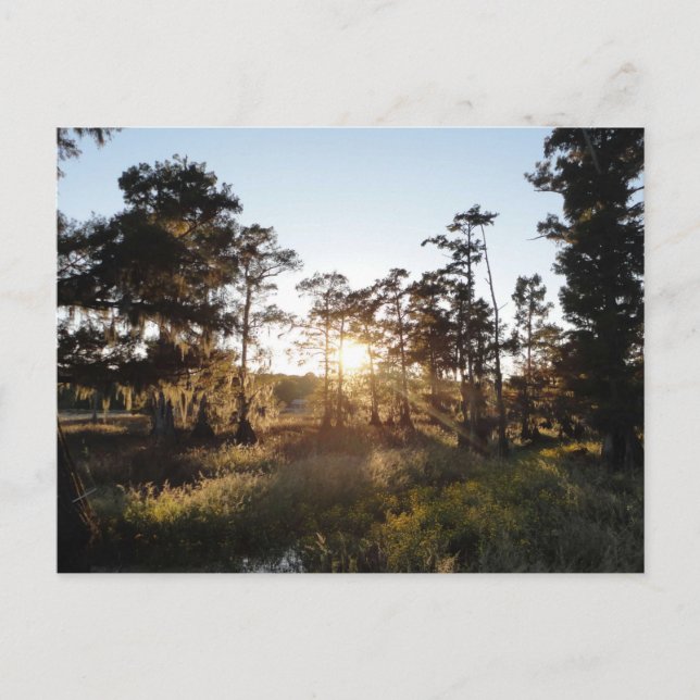 Postal Lago Cypress (Anverso)