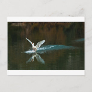 Postal lago de cisne