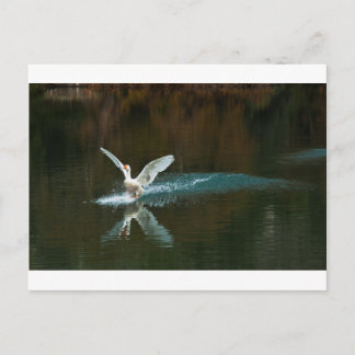 Postal lago de cisne
