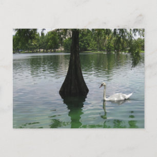 Postal Lago de los Cisnes Fotografía de Aves de Vida Silv
