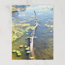 Lago Erie Metropark Turtle Log Horizontal