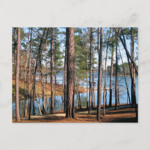Postal Lago Martin Bosque junto al Lago Alabama Fotografí