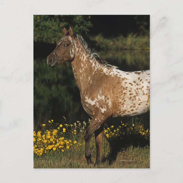 Postal Lago que hace una pausa horse del Appaloosa (Anverso)