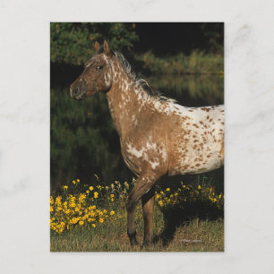 Postal Lago que hace una pausa horse del Appaloosa