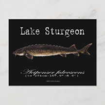 Lago Sturgeon-Black-Postcard
