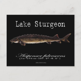 Postal Lago Sturgeon-Black-Postcard