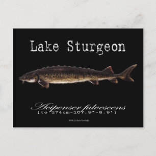 Postal Lago Sturgeon-Black-Postcard