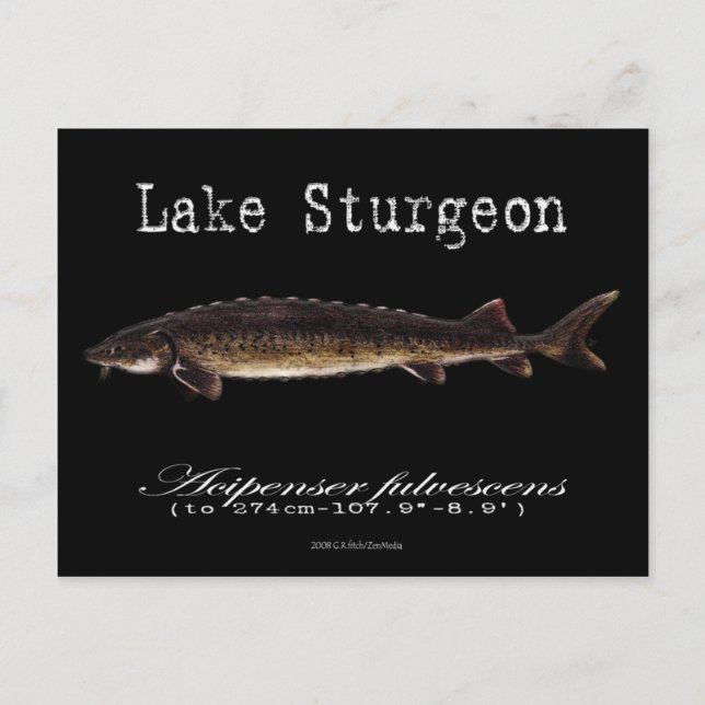 Postal Lago Sturgeon-Black-Postcard (Anverso)