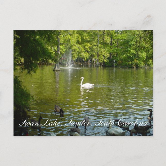 Postal Lago Swan (Anverso)