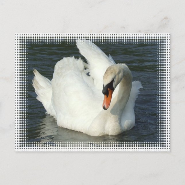 Postal Lago Swan (Anverso)