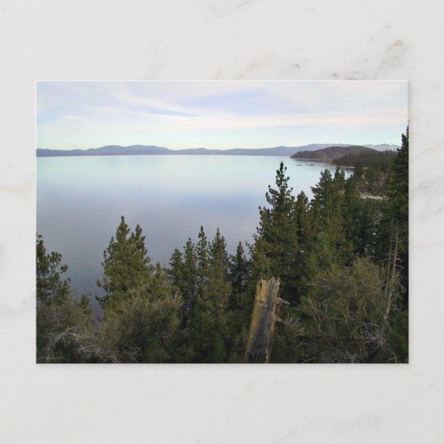 Postal Lago Tahoe con pinos (Anverso)