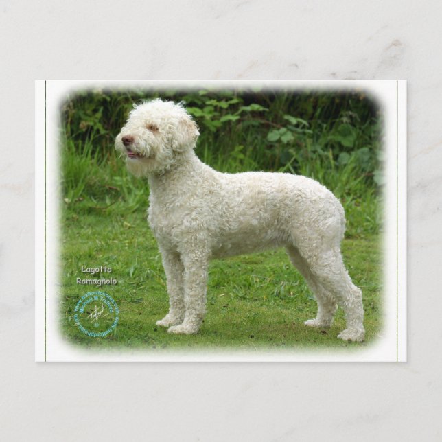 Postal Lagotto Romagnolo 9M048D-03 (Anverso)
